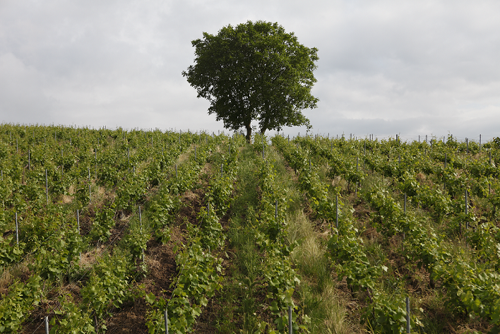 vineyard-bollinger